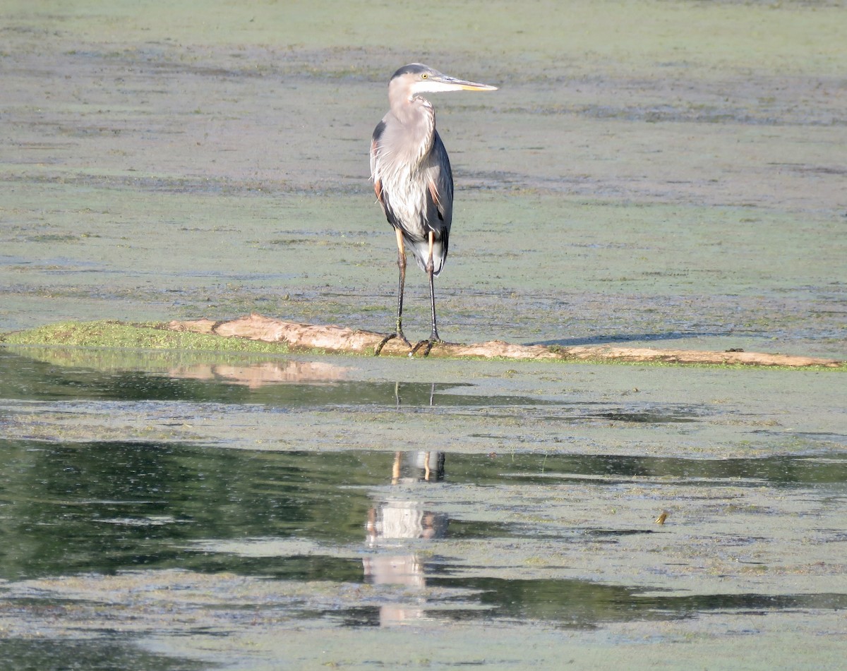 Great Blue Heron (Great Blue) - Mark A. Brogie