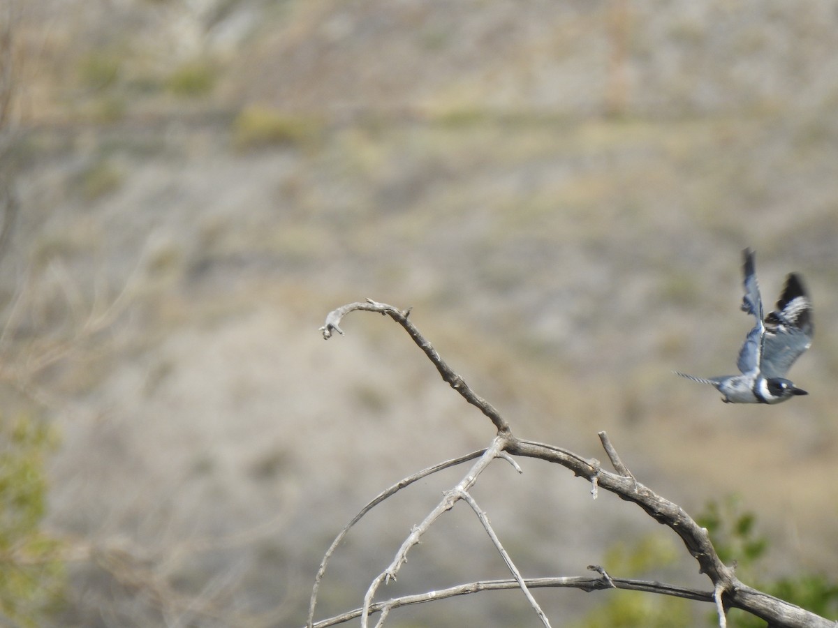 Belted Kingfisher - ML623780107