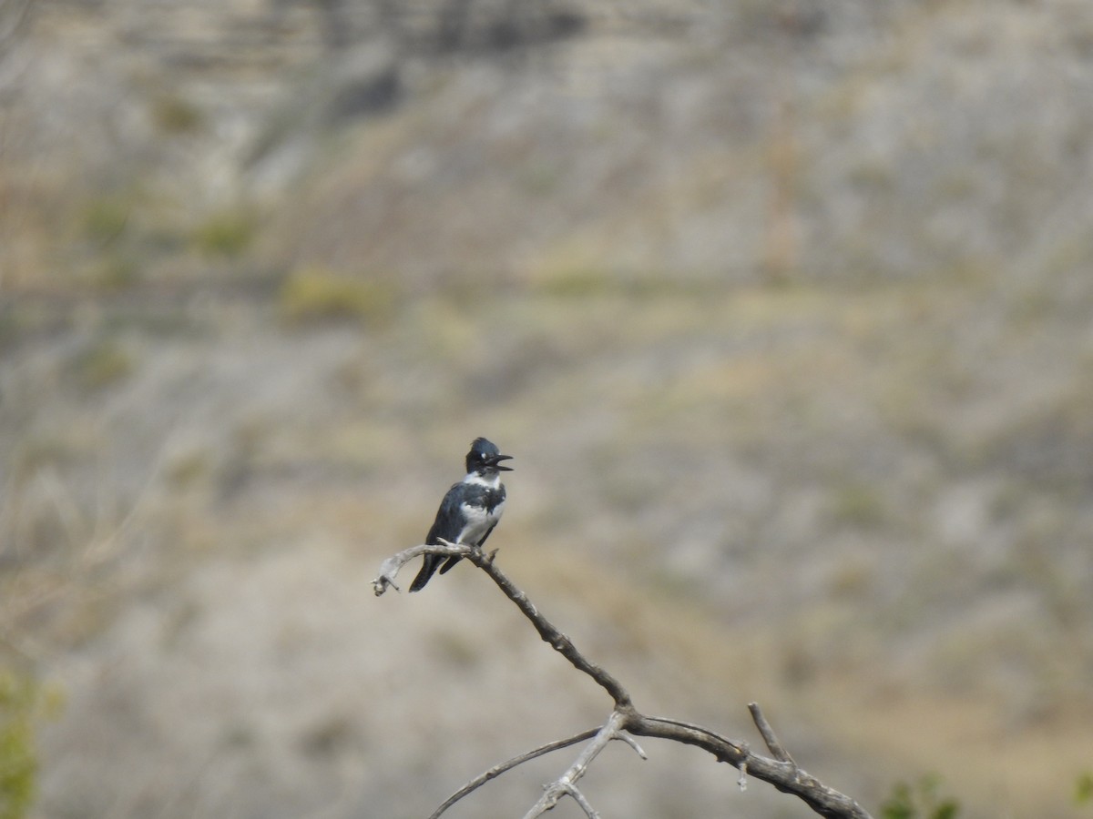 Belted Kingfisher - ML623780108