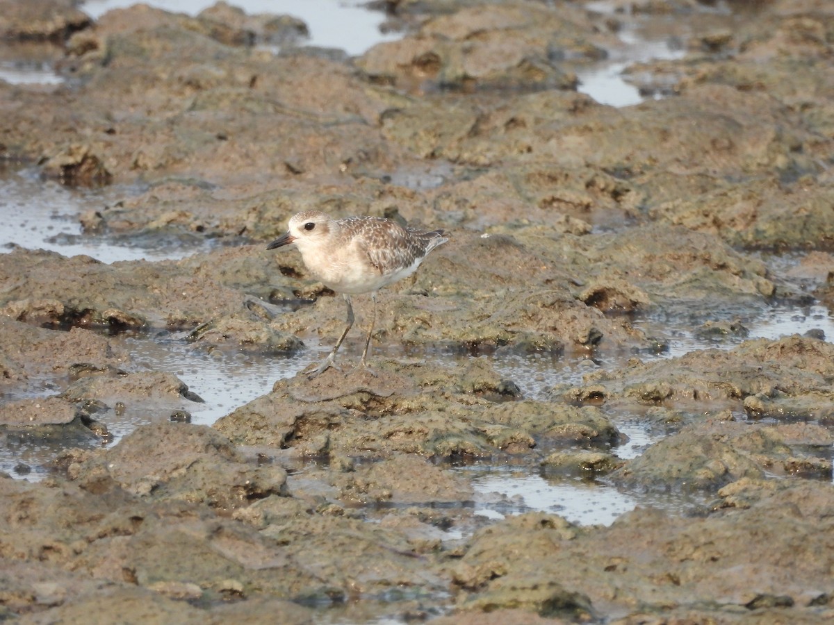 Black-bellied Plover - Eduardo Acevedo