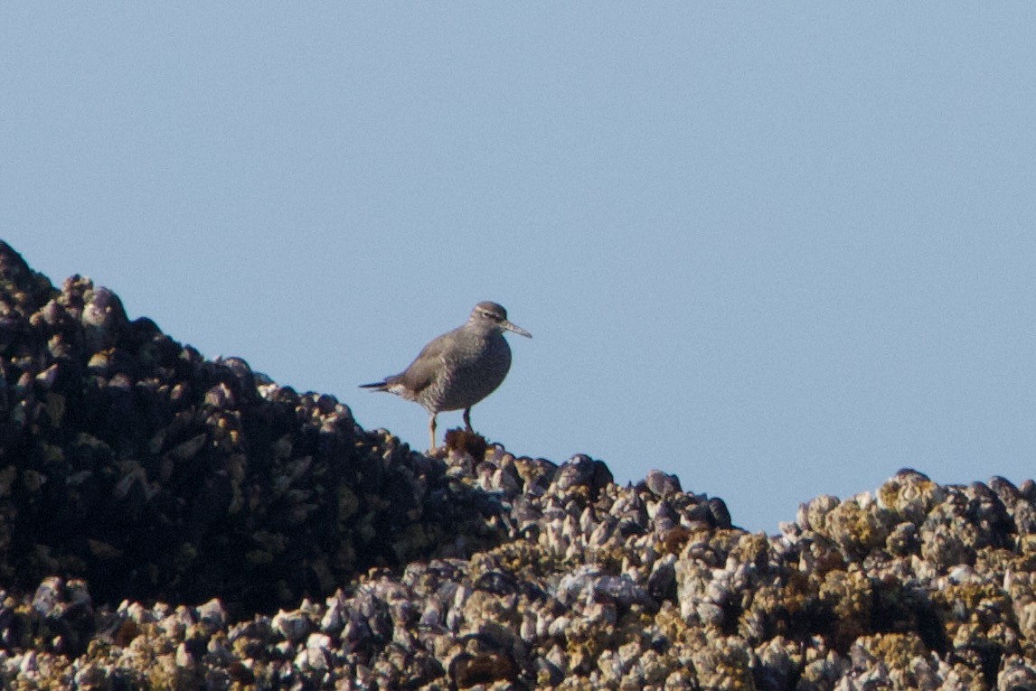 Wandering Tattler - ML623780129