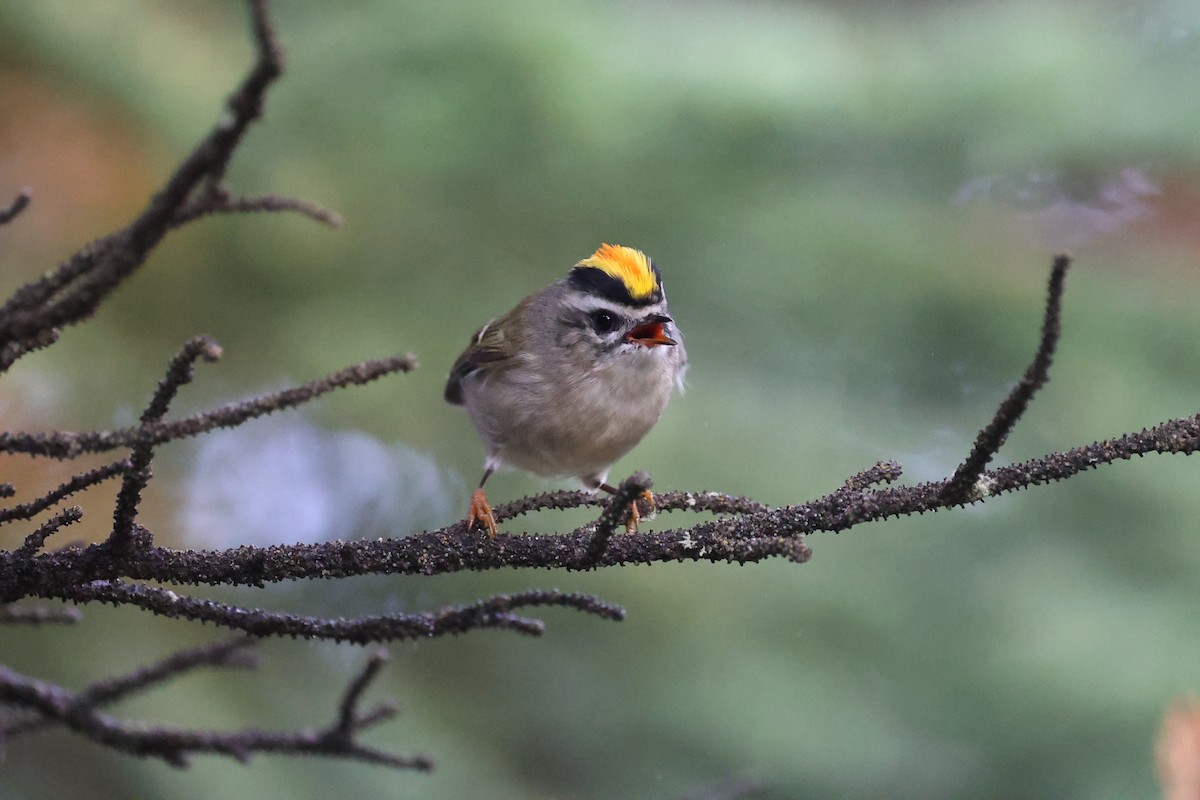 Golden-crowned Kinglet - ML623780131