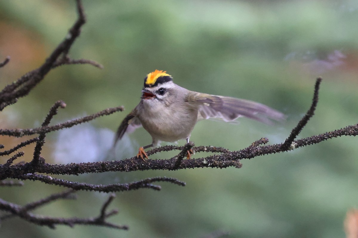 Golden-crowned Kinglet - ML623780132