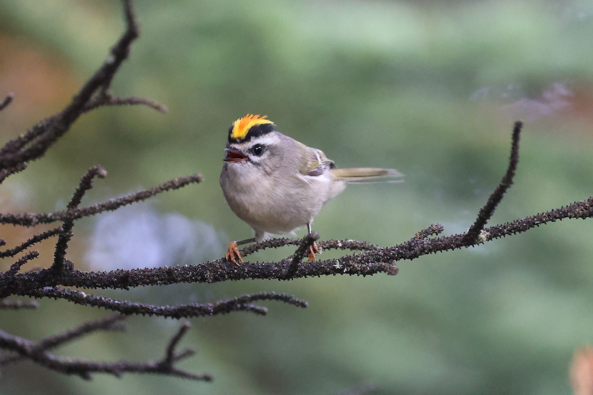Golden-crowned Kinglet - ML623780133