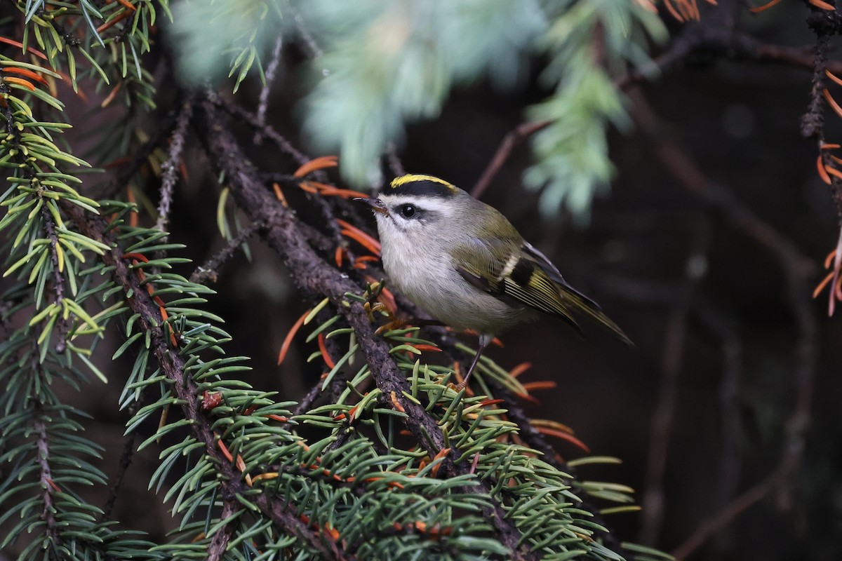 Golden-crowned Kinglet - ML623780134