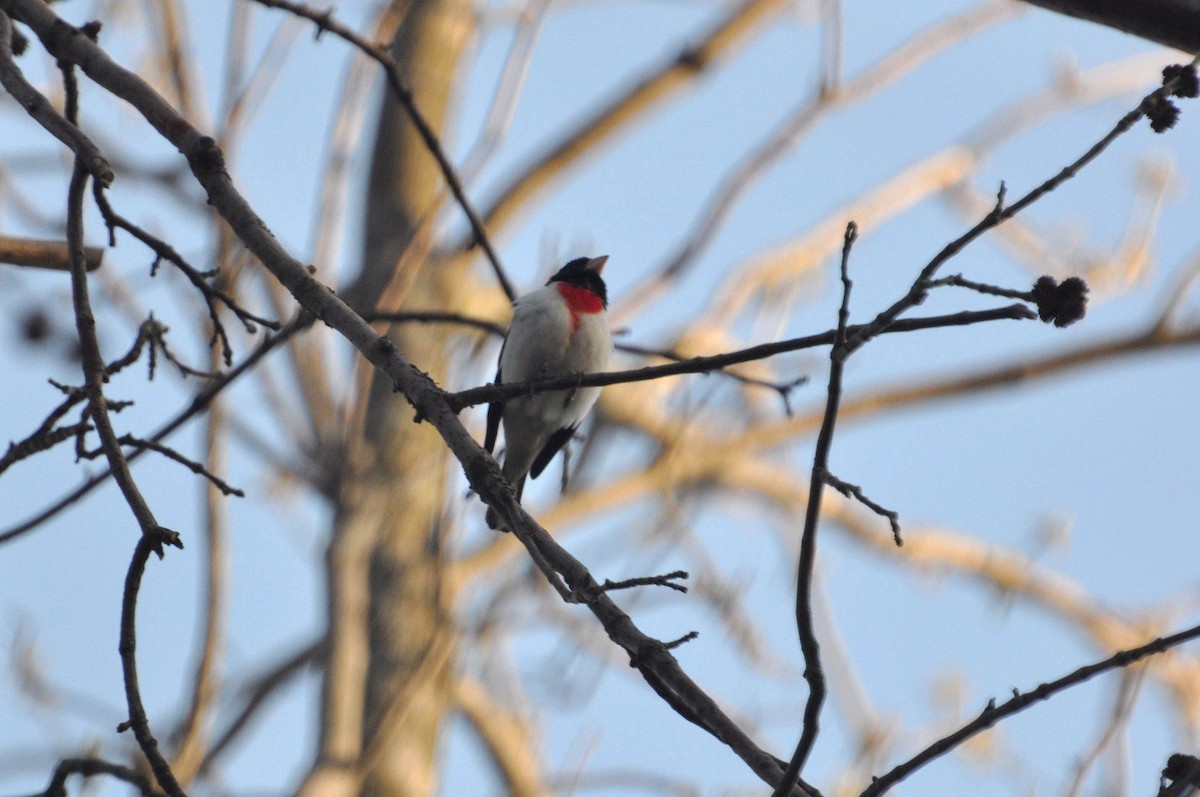 Cardinal à poitrine rose - ML623780136