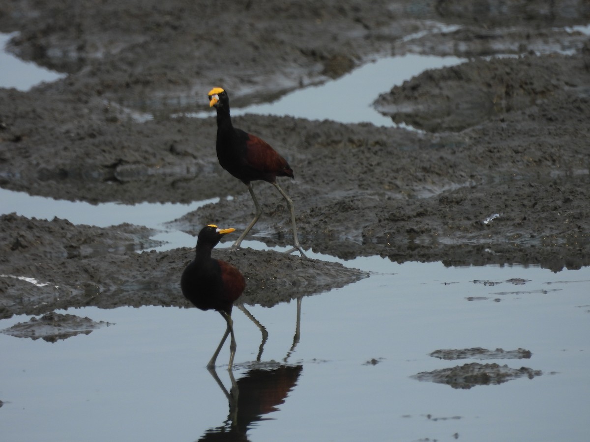 Northern Jacana - ML623780177