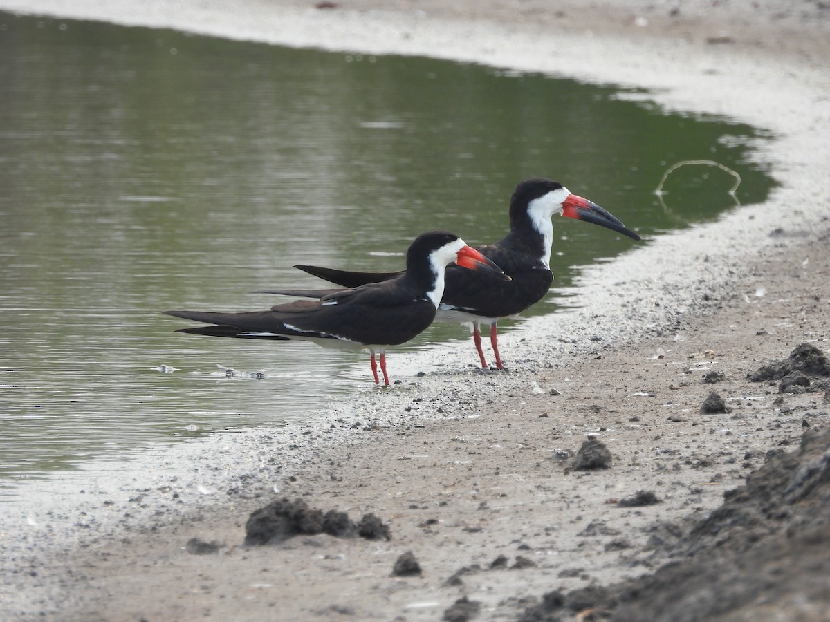 Black Skimmer - ML623780241