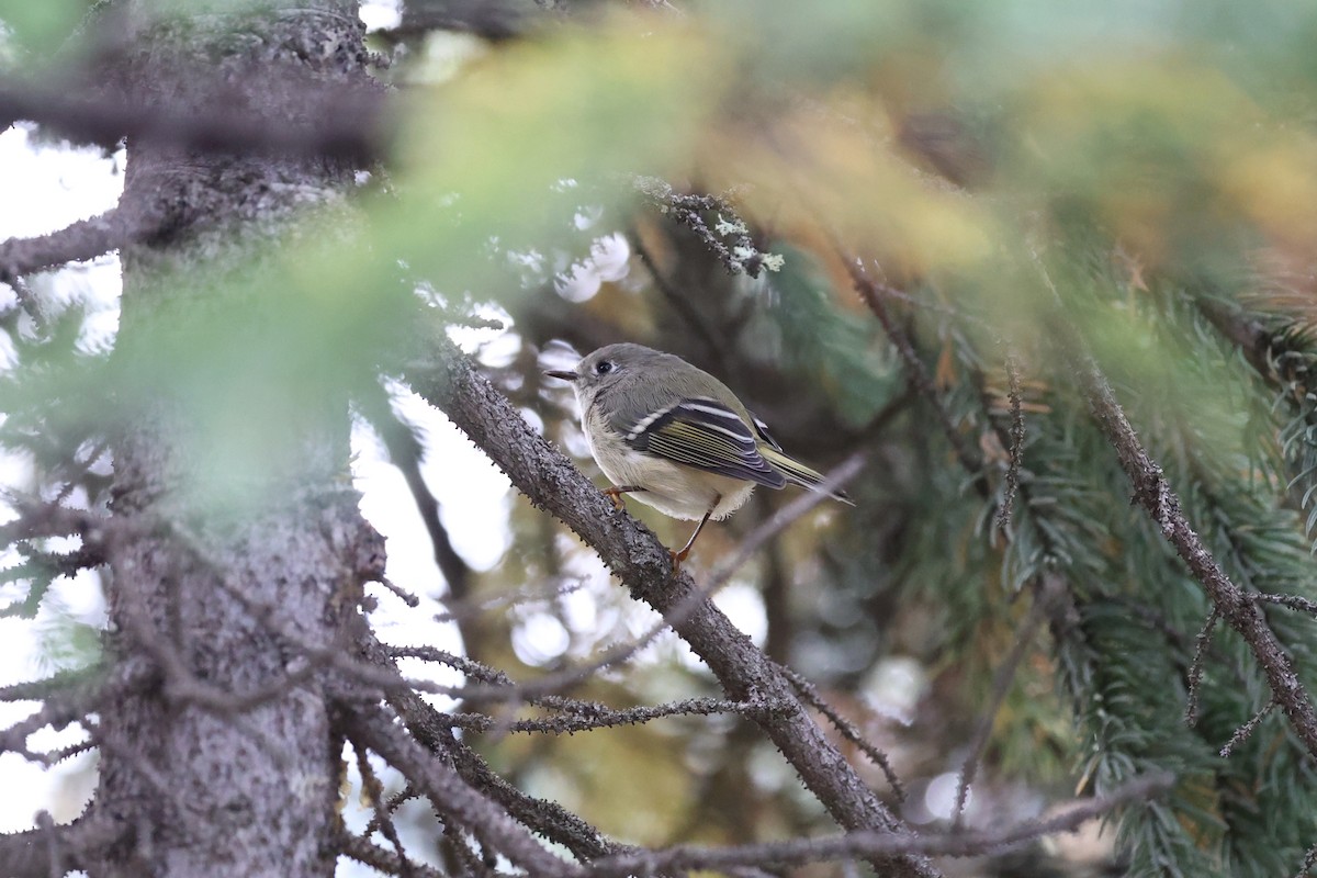 Ruby-crowned Kinglet - ML623780242