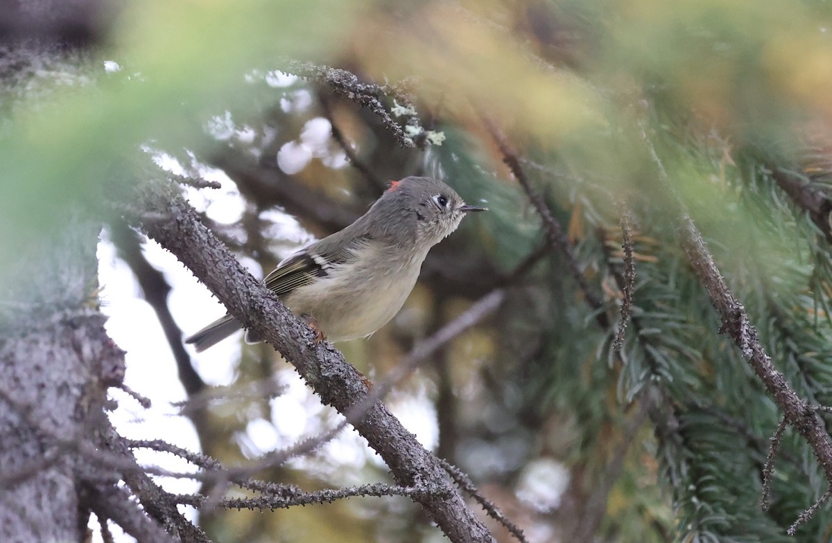Ruby-crowned Kinglet - ML623780243
