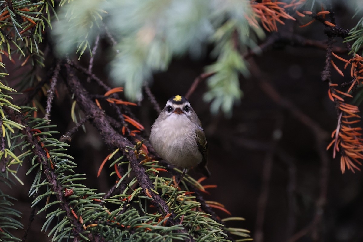 Golden-crowned Kinglet - ML623780250