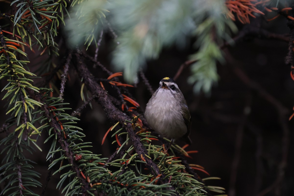 Golden-crowned Kinglet - ML623780251