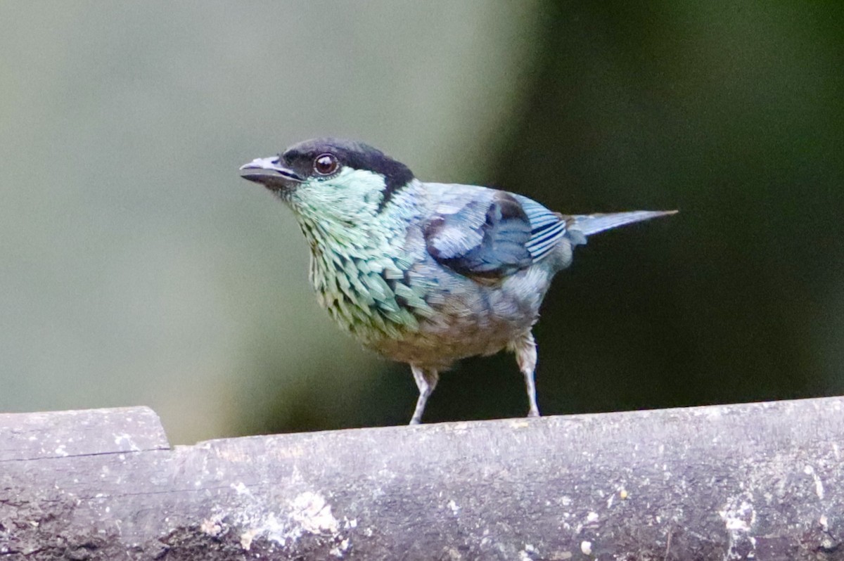 Black-capped Tanager - Russell Hillsley