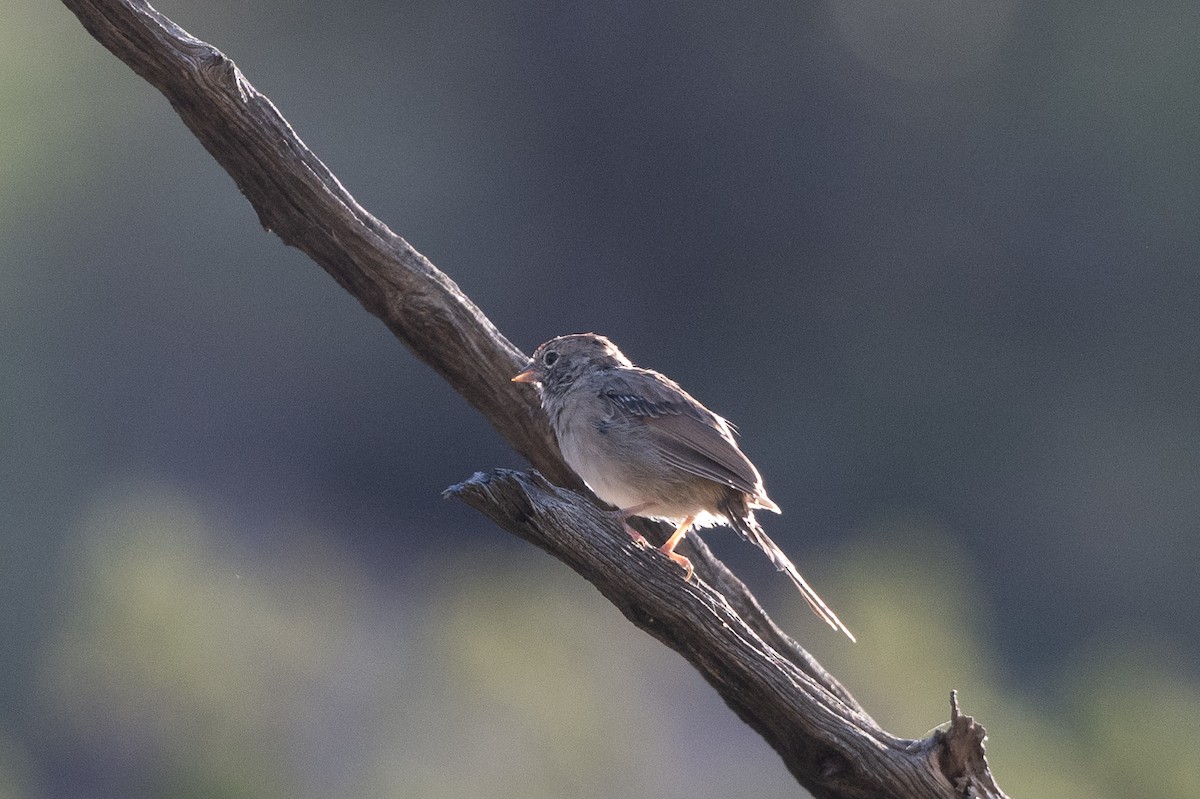 new world sparrow sp. - T. Jay Adams