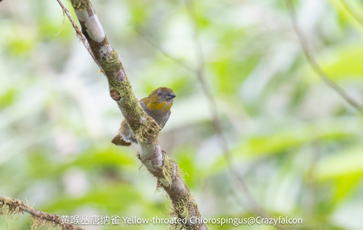 Yellow-throated Chlorospingus - ML623780259