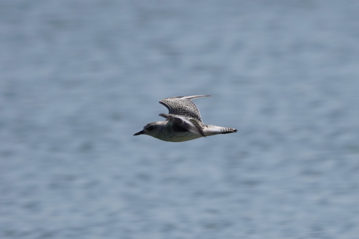 Black-bellied Plover - ML623780263