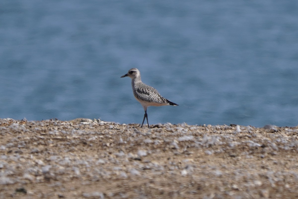 Black-bellied Plover - ML623780264