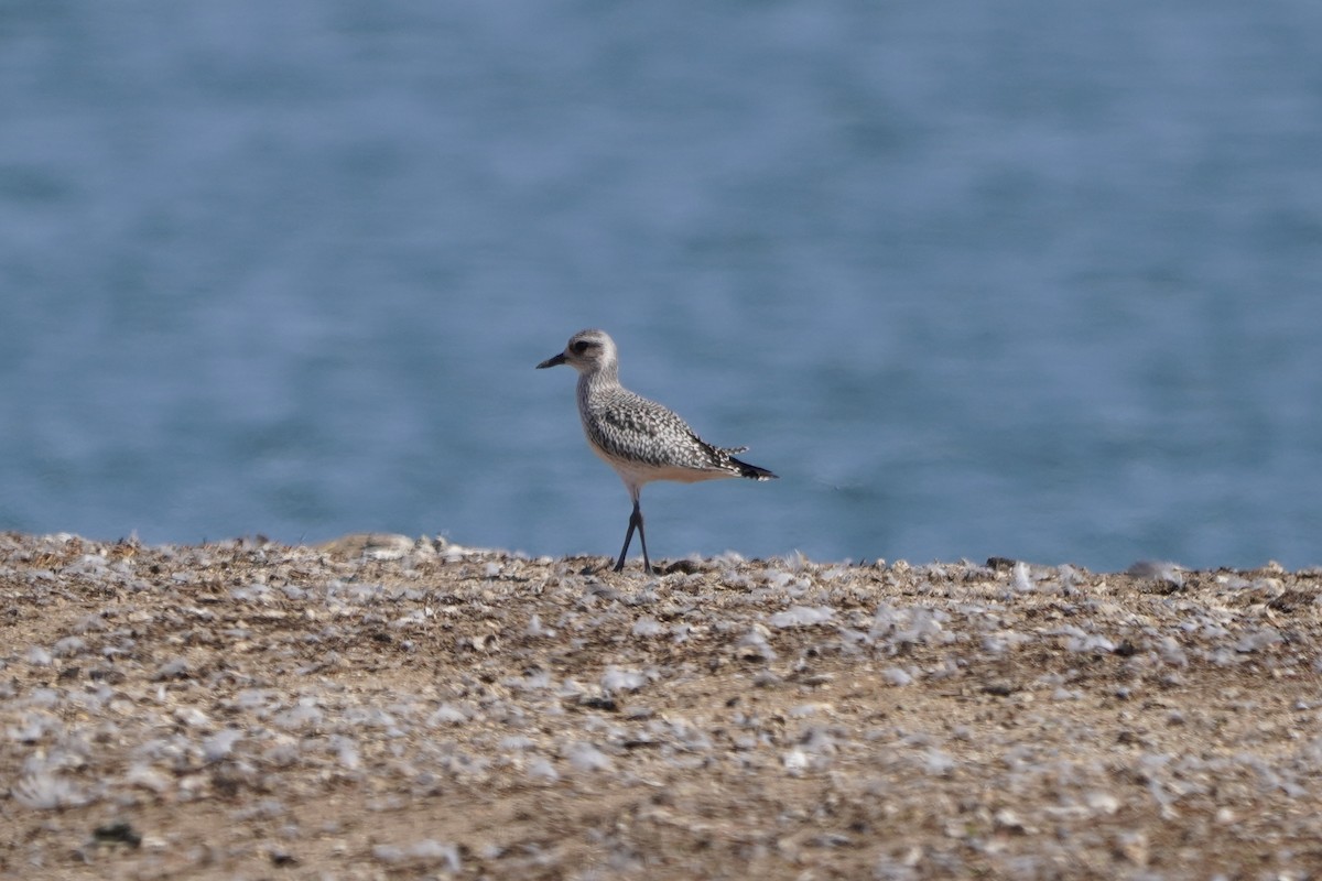 Black-bellied Plover - Greg Hertler