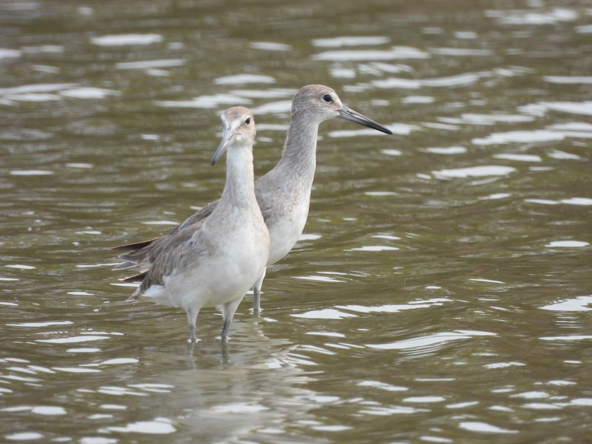 Willet - ML623780269