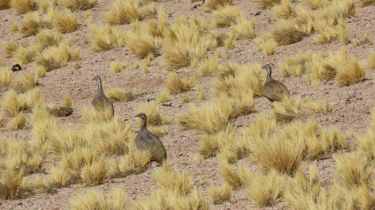 Puna Tinamou - ML623780294