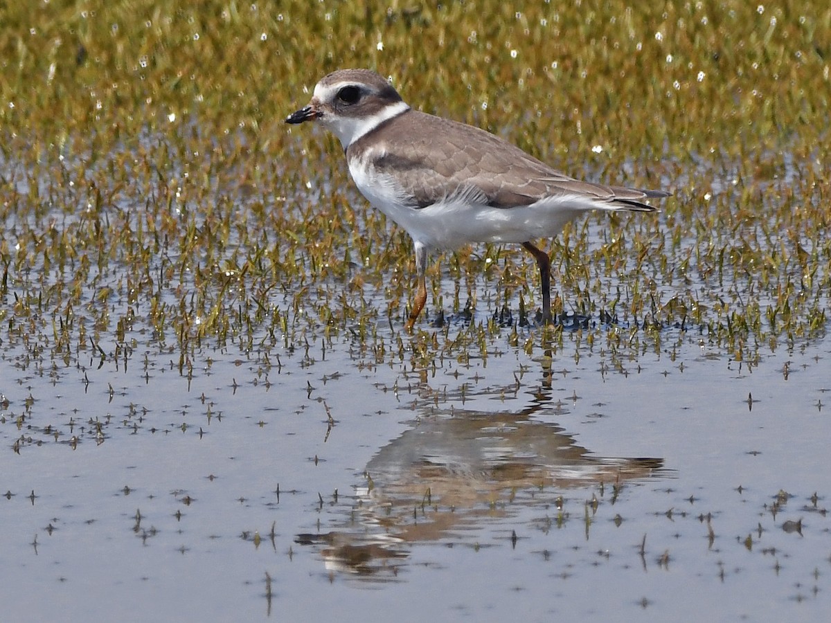 Semipalmated Plover - ML623780310