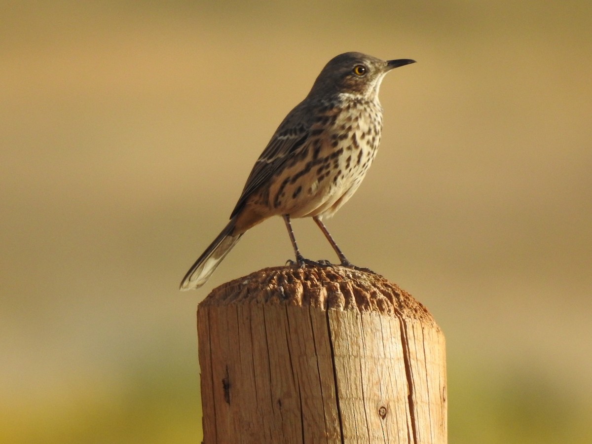 Sage Thrasher - Ellie Brown