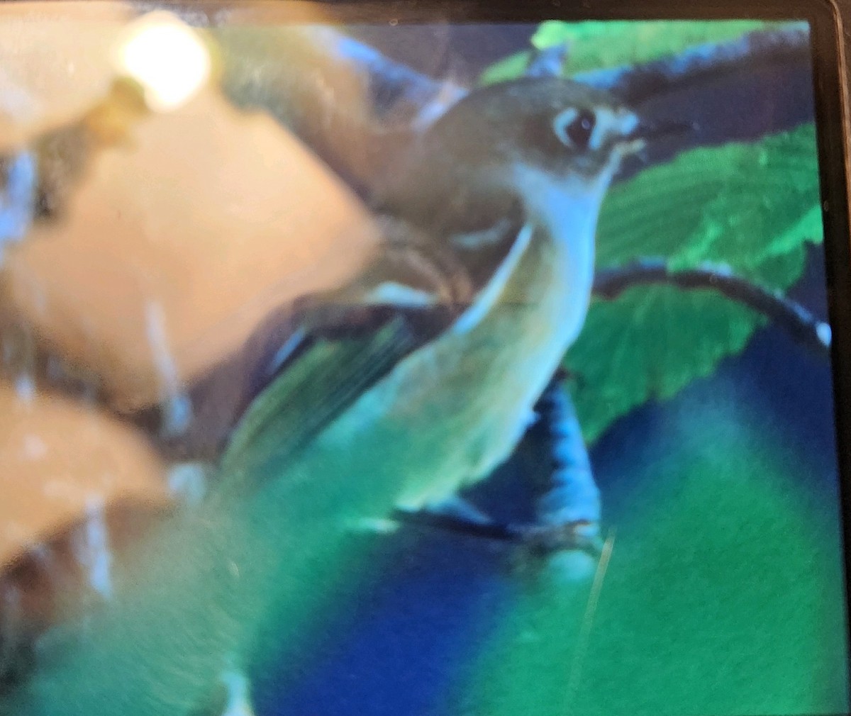 Ruby-crowned Kinglet - ML623780330