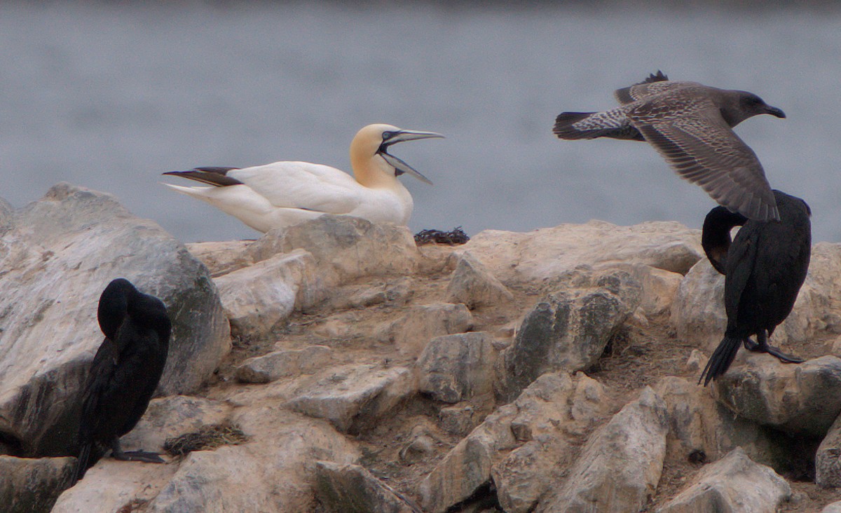 Northern Gannet - ML623780343