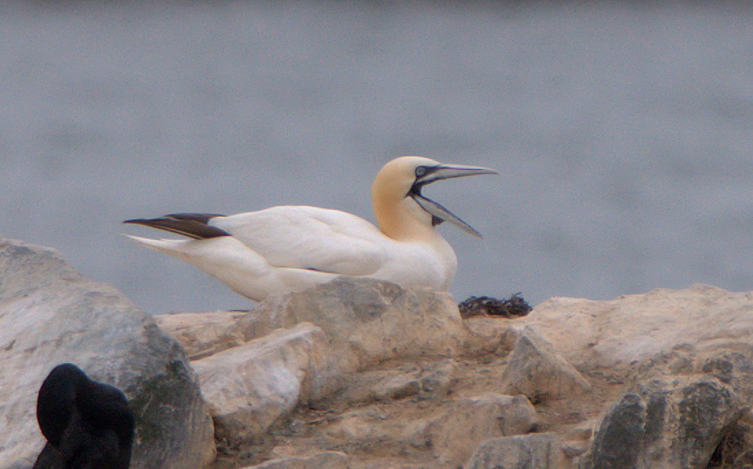 Northern Gannet - ML623780346