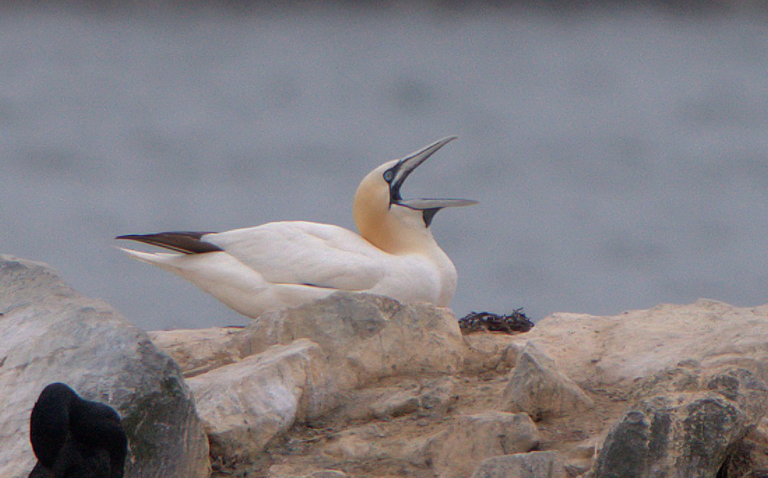 Northern Gannet - ML623780356