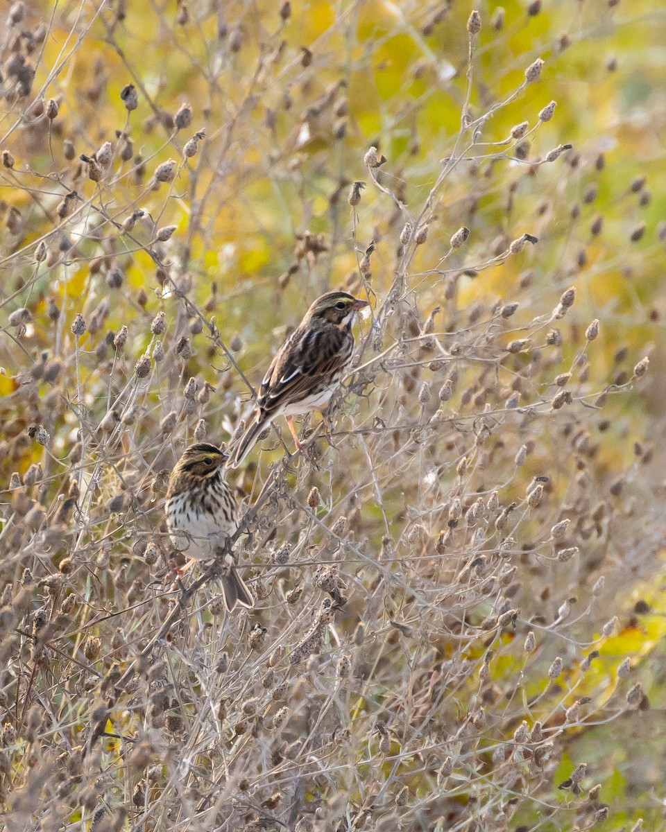 Savannah Sparrow - Sue Kurtz