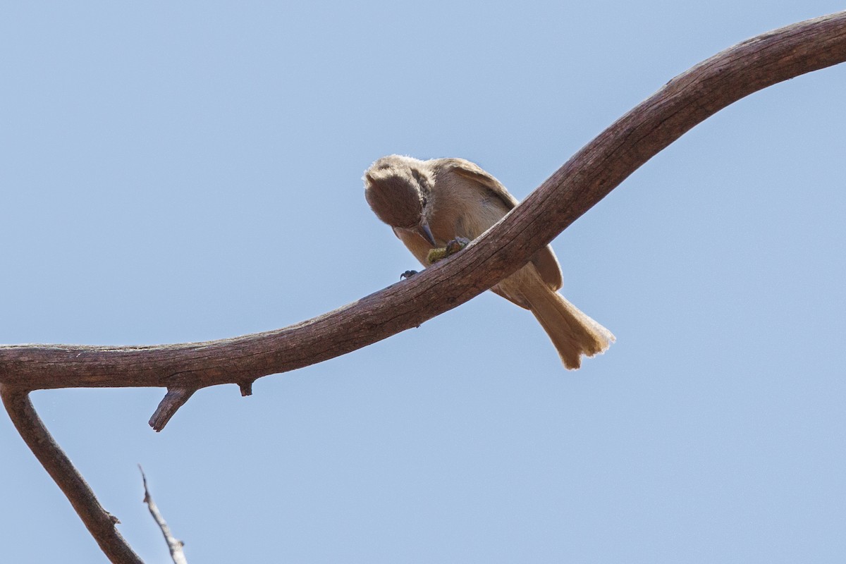 Juniper Titmouse - ML623780360