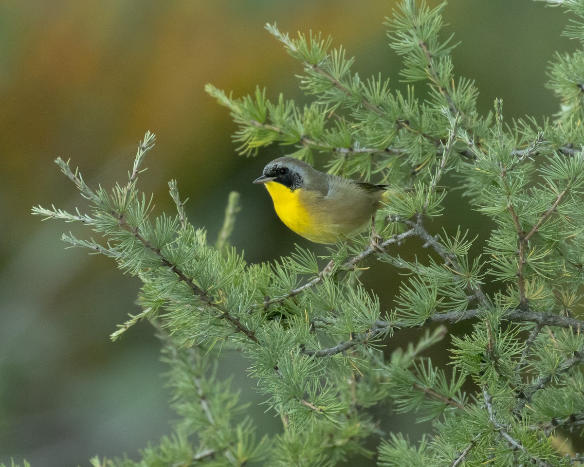 Common Yellowthroat - ML623780365