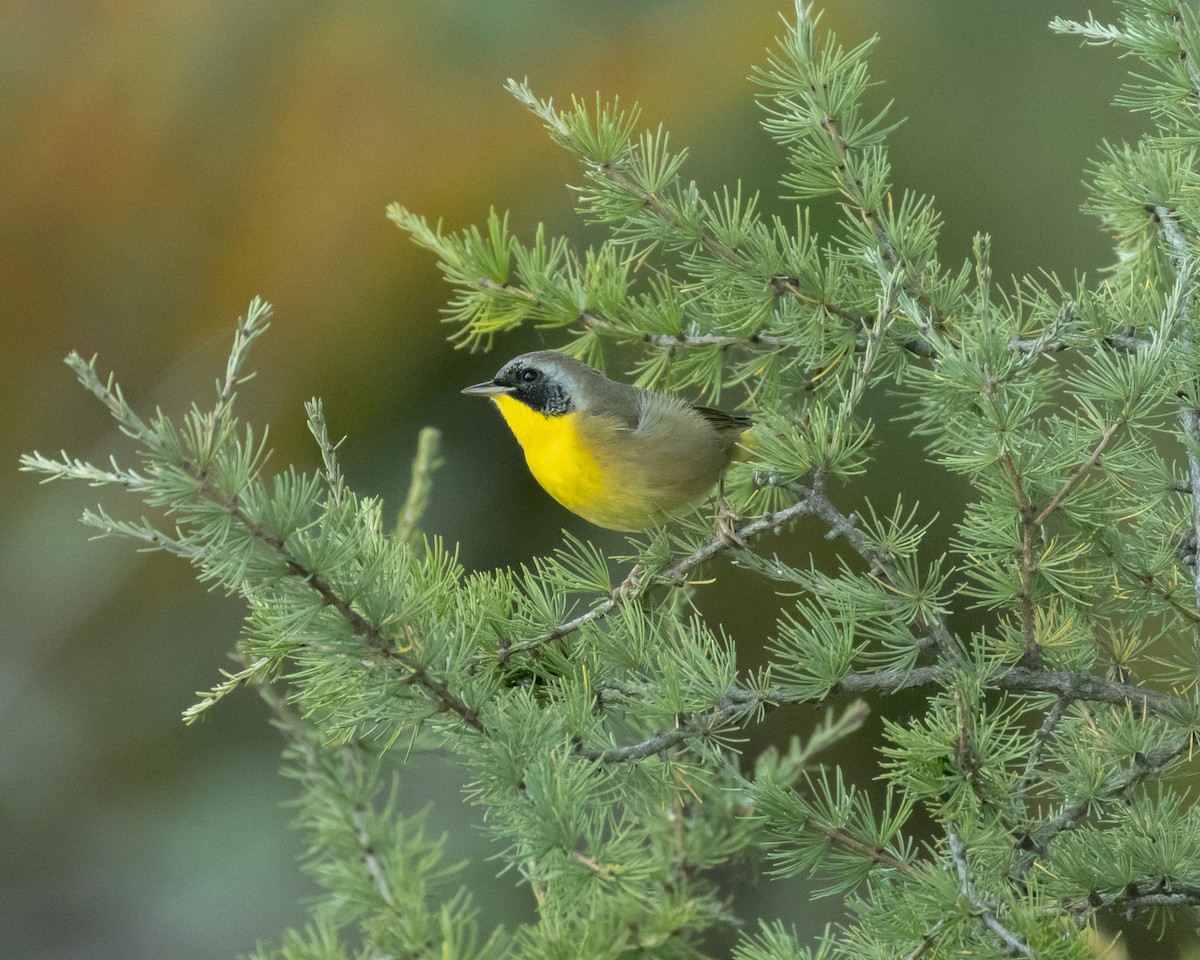 Common Yellowthroat - ML623780366