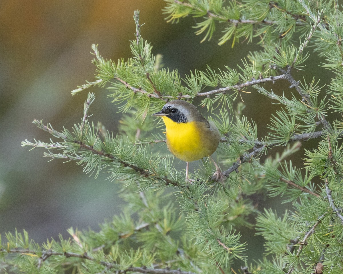 Common Yellowthroat - ML623780367