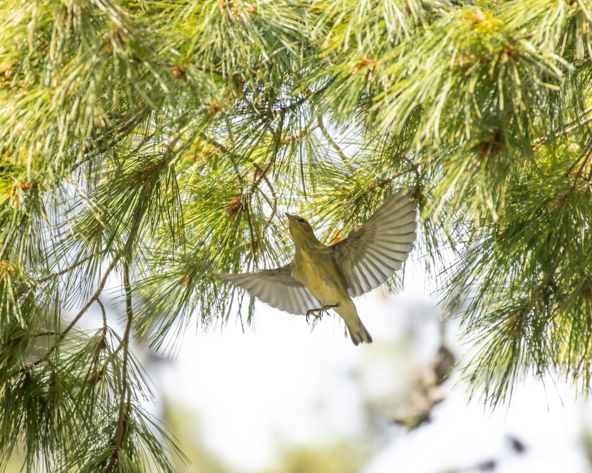 Blackpoll Warbler - ML623780389