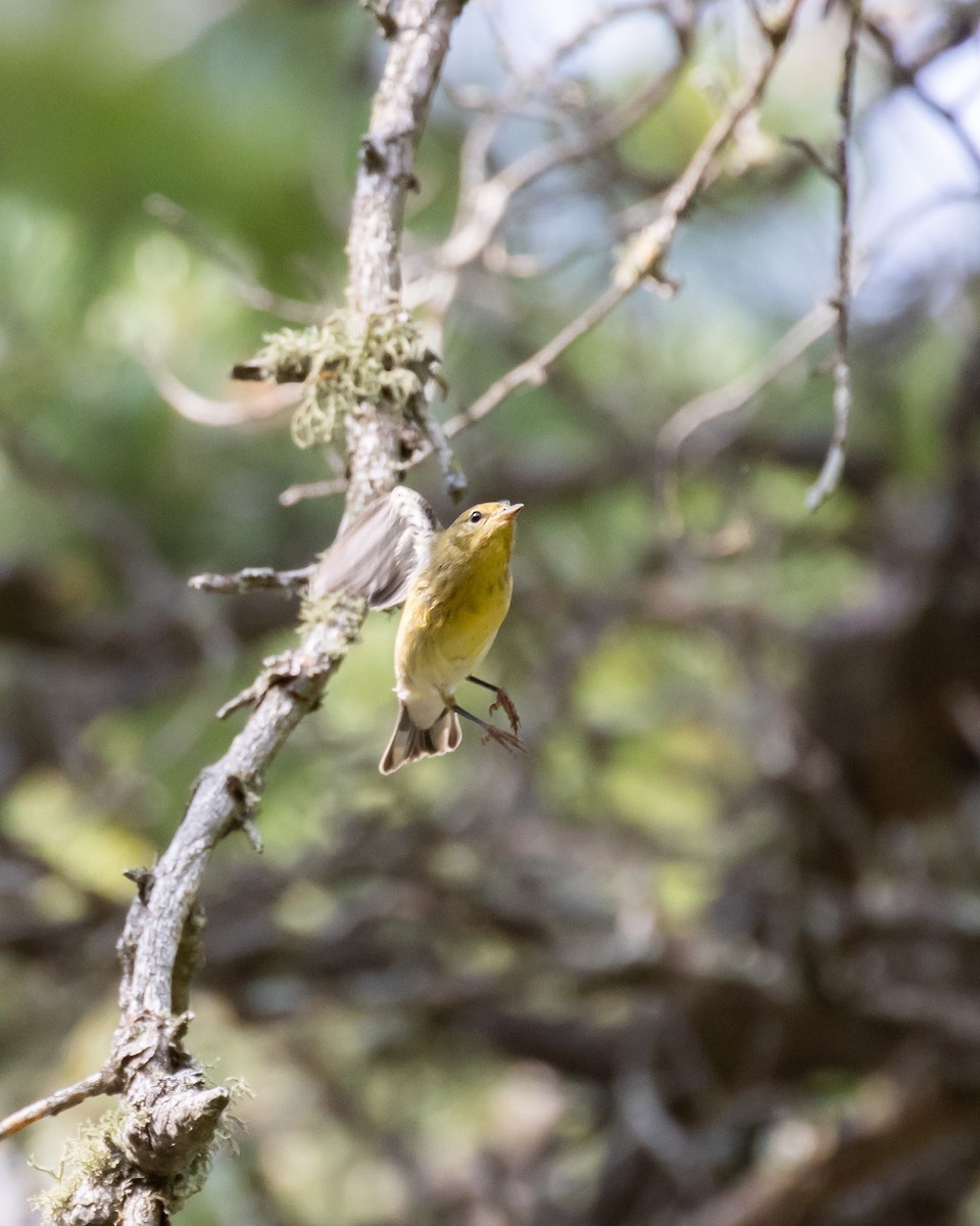 Blackpoll Warbler - ML623780390