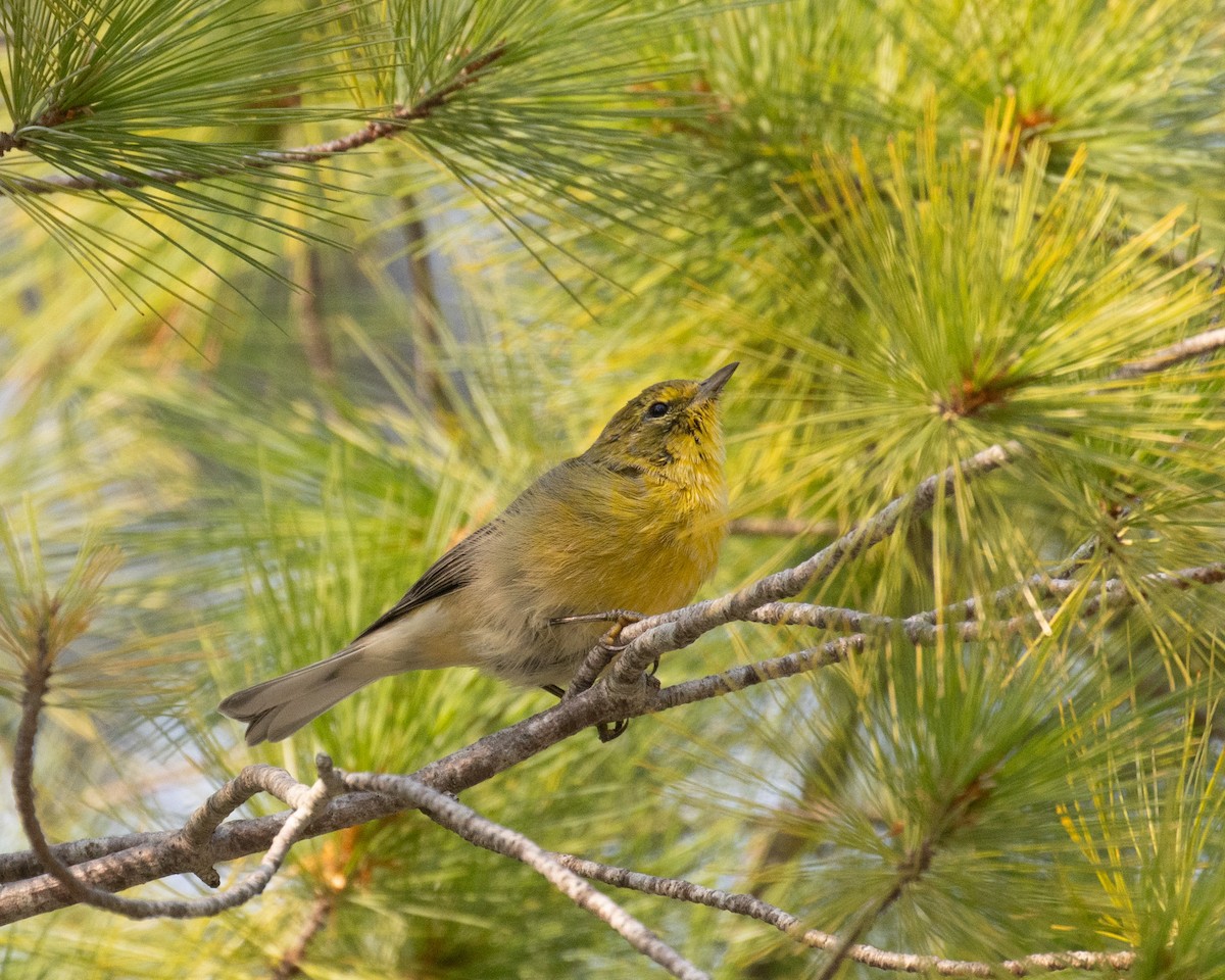 Pine Warbler - ML623780412