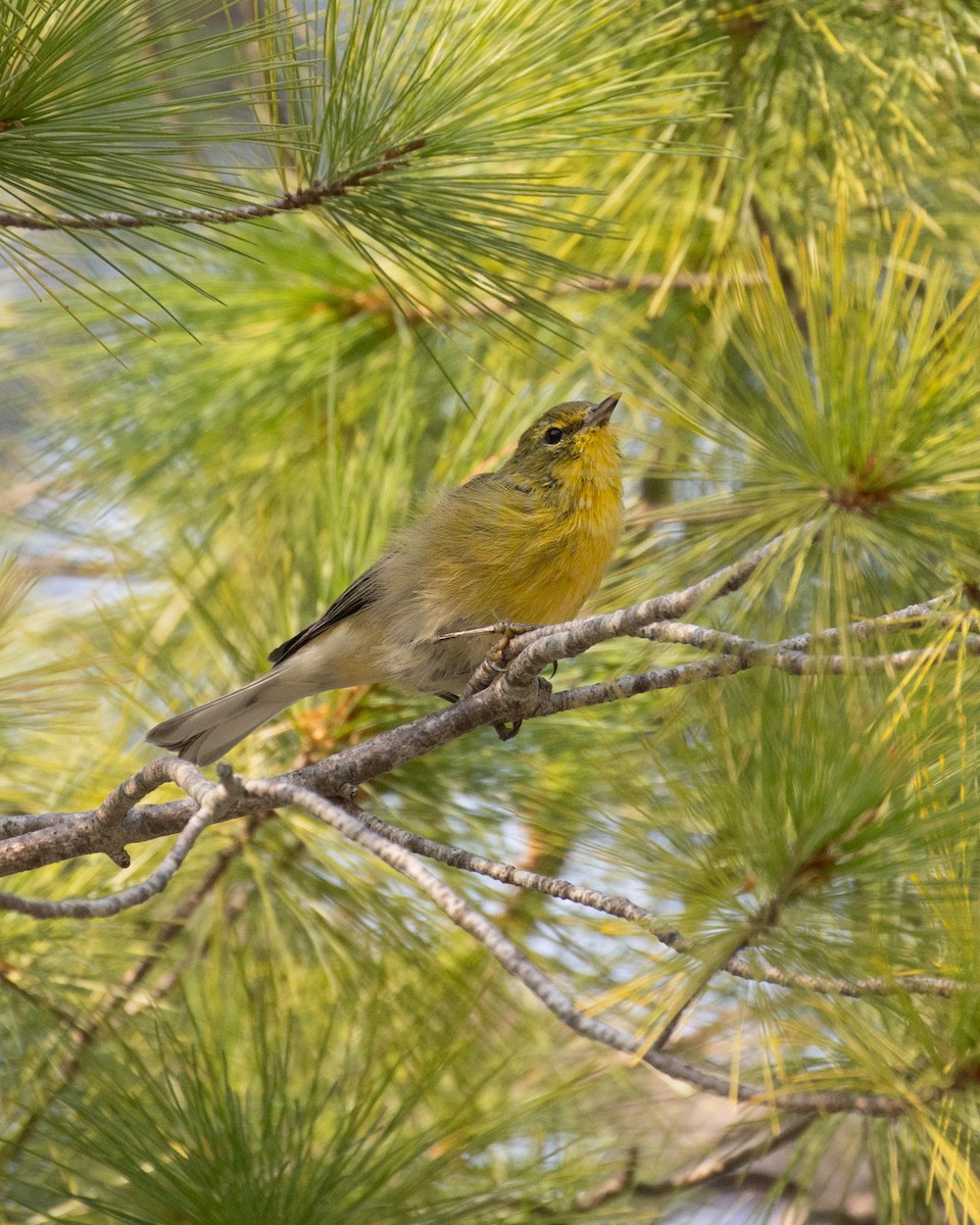 Pine Warbler - ML623780413