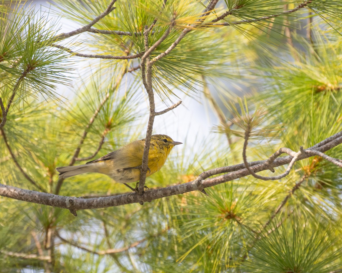 Pine Warbler - ML623780414