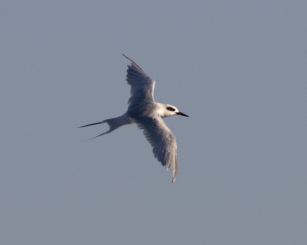 Forster's Tern - Tom Crockett