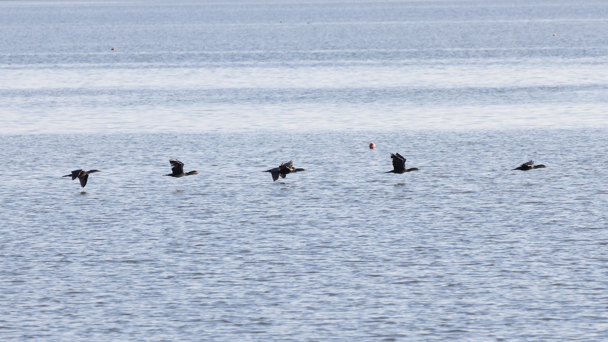 Double-crested Cormorant - ML623780438