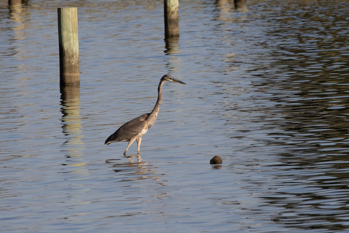 Great Blue Heron - ML623780441