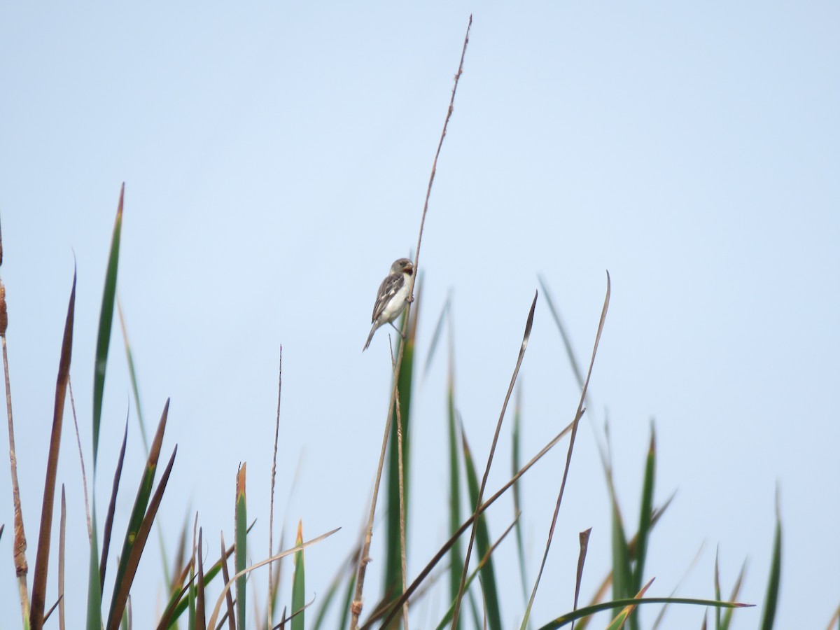 Chestnut-throated Seedeater - ML623780444