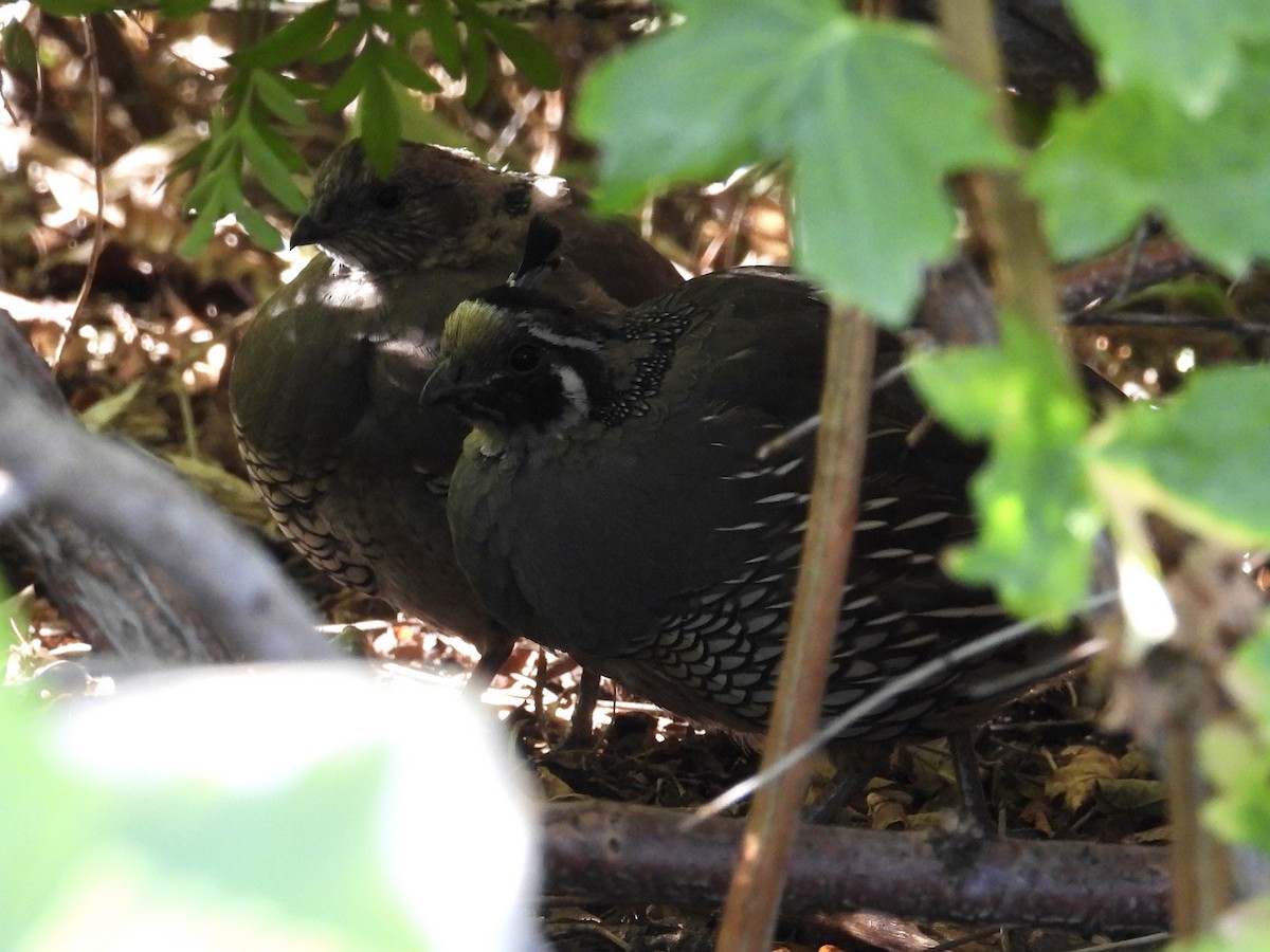 California Quail - ML623780482