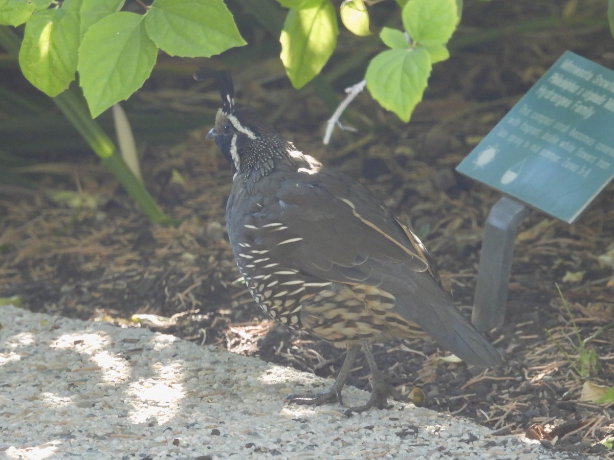 California Quail - ML623780483