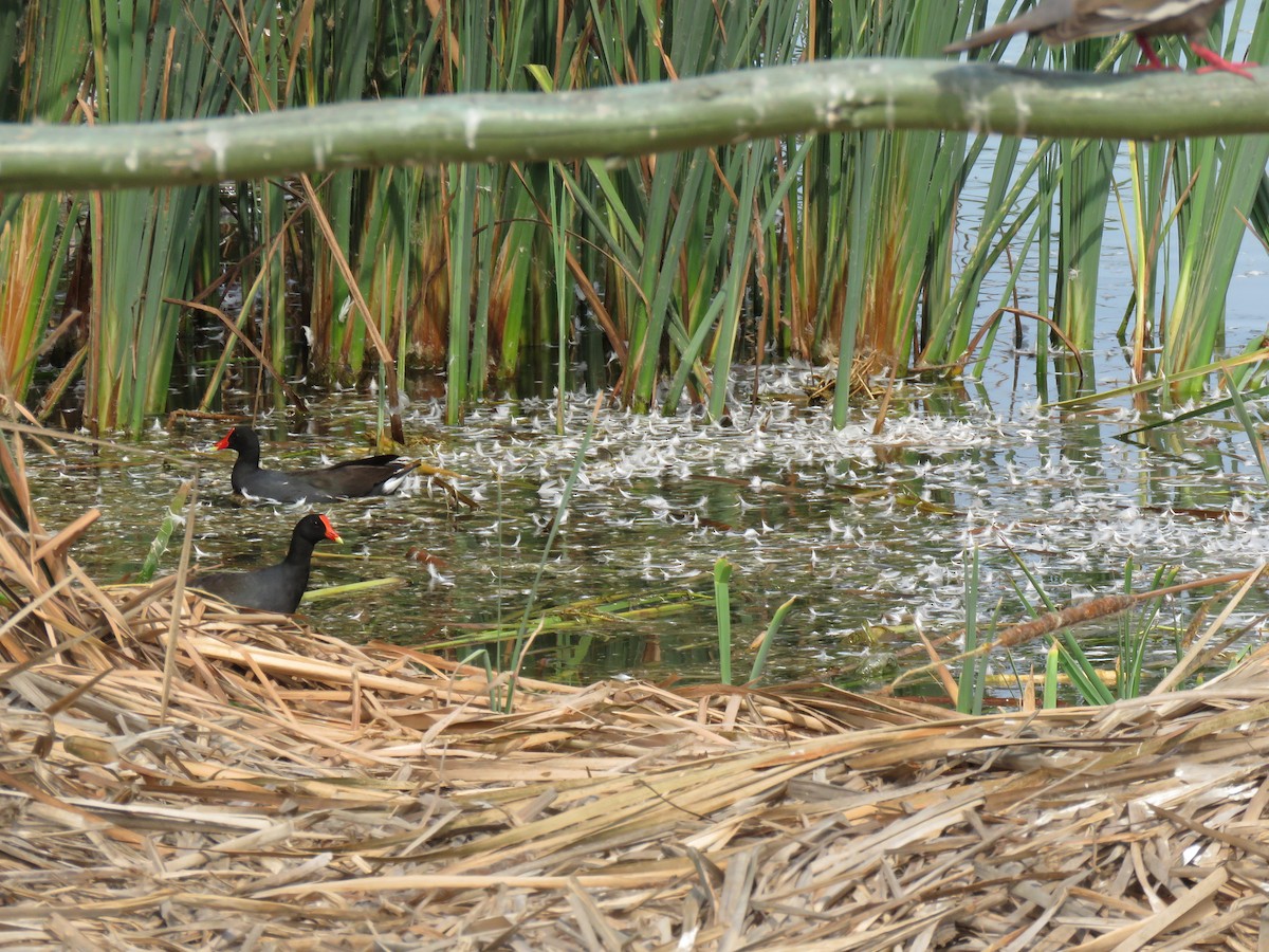 Common Gallinule - ML623780501