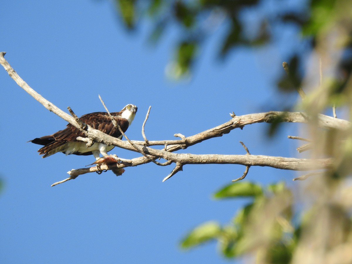 Osprey - ML623780517