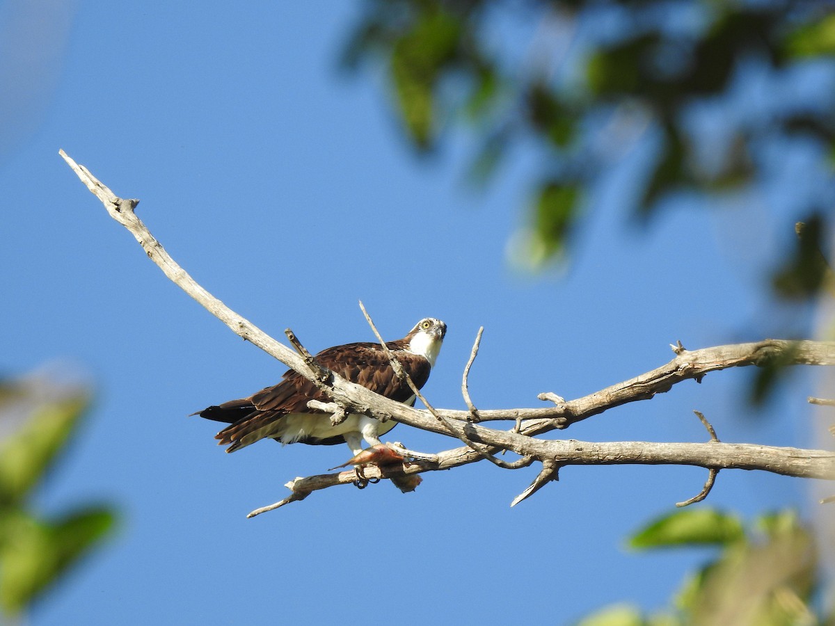 Osprey - ML623780518