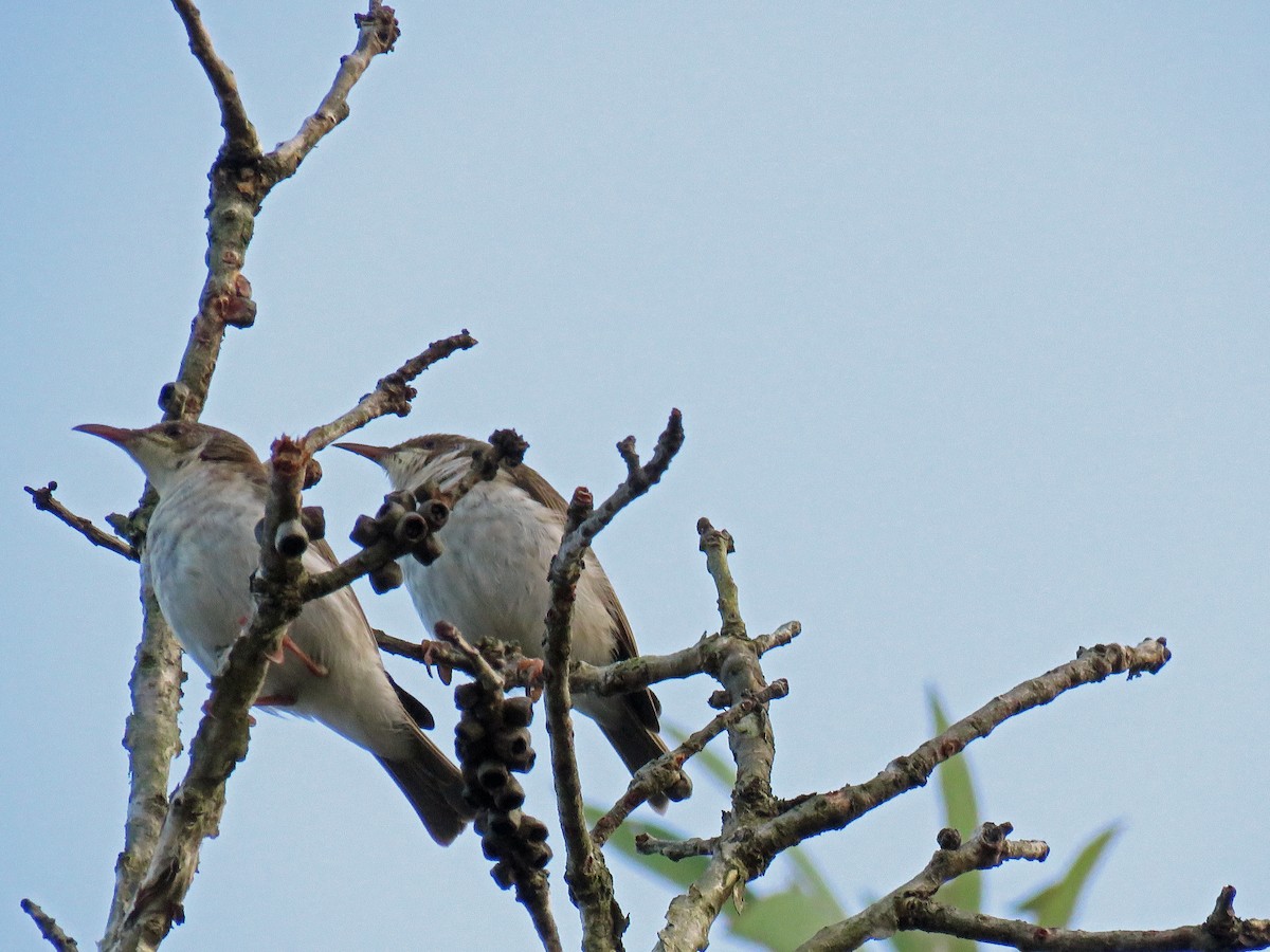 Brown-backed Honeyeater - ML623780529